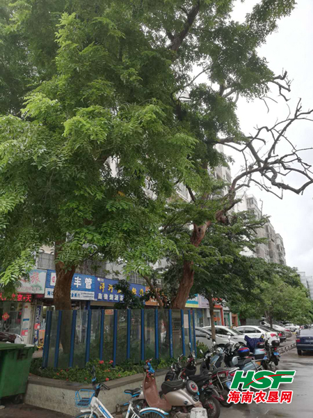 40年树龄!海南黄花梨树20日拍卖 起拍价189.9